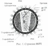 Контрольная работа по теме ВИЧ — вирус иммунодефицита человека